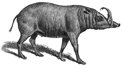 babirusa