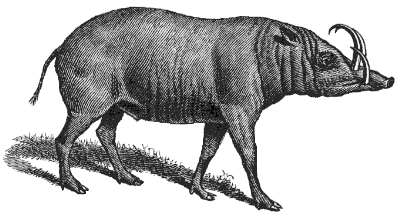 babirusa