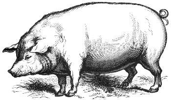 domestic pig