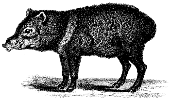 peccary