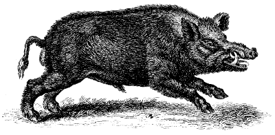 wild boar