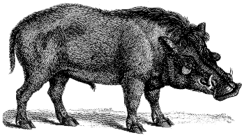 warthog