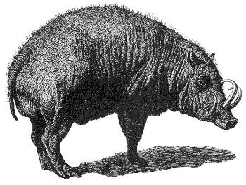 babirusa
