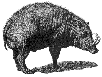 babirusa