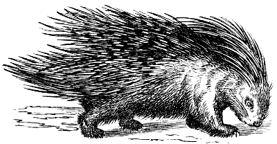 crested porcupine