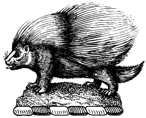 crested porcupine