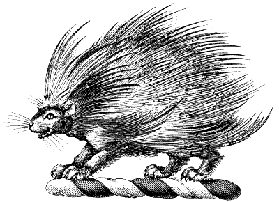 crested porcupine