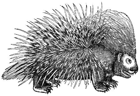 crested porcupine