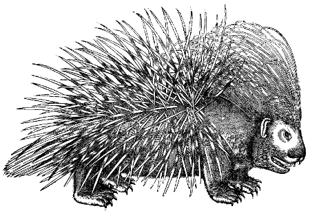 crested porcupine