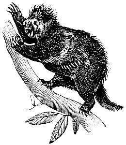 porcupine