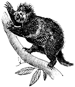 porcupine