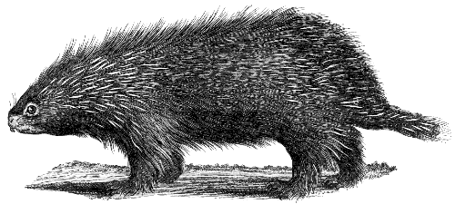 Indonesian porcupine