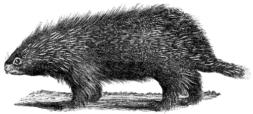 Indonesian porcupine