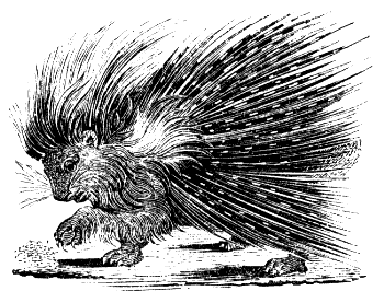 crested porcupine