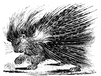 crested porcupine