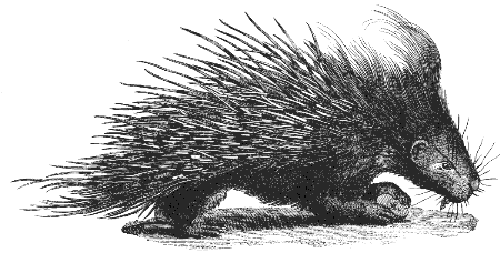 crested porcupine