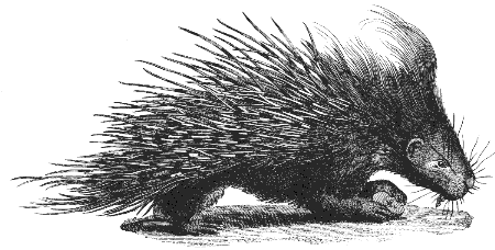 crested porcupine