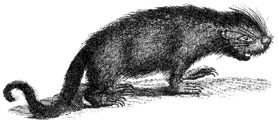 tree porcupine