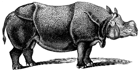 Indian rhinoceros