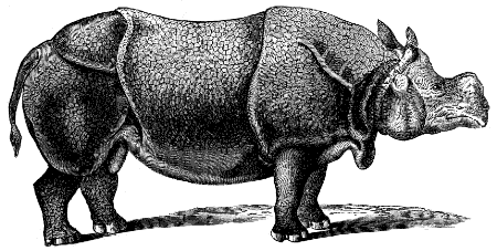 Indian rhinoceros