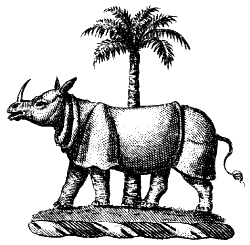 Indian rhinoceros