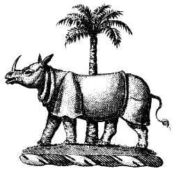 Indian rhinoceros