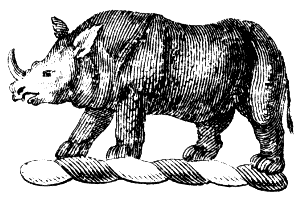 white rhinoceros