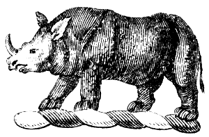 white rhinoceros