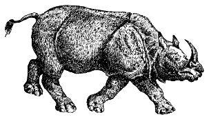 Indian rhinoceros