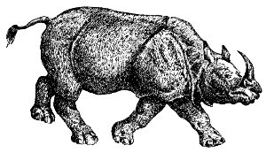 Indian rhinoceros