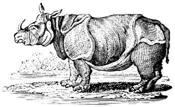 Indian rhinoceros