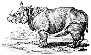 Indian rhinoceros