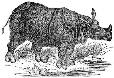 Indian rhinoceros