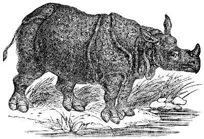 Indian rhinoceros