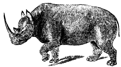 white rhinoceros