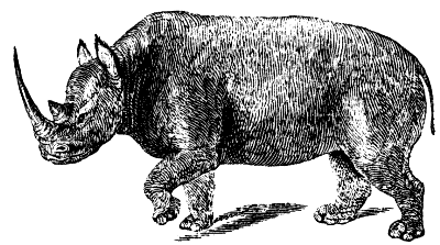 white rhinoceros