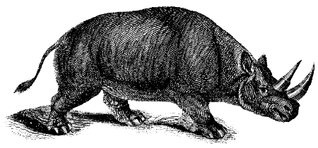 black rhinoceros