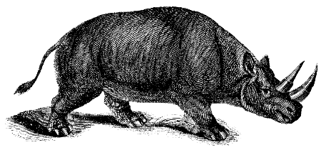 black rhinoceros