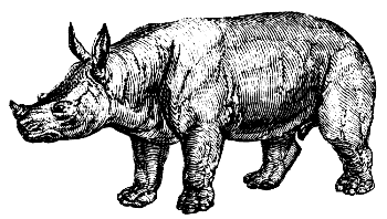 white rhinoceros