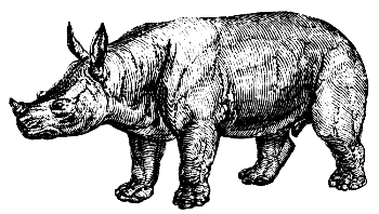 white rhinoceros