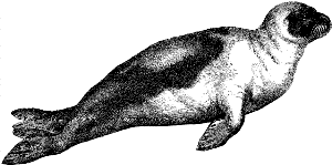 harp seal