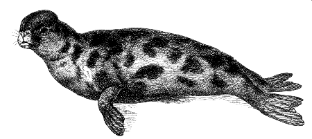 hooded seal