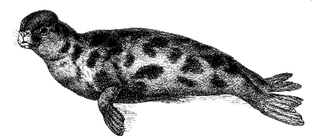 hooded seal