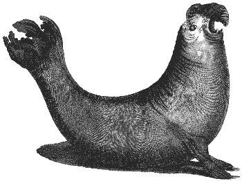 elephant seal