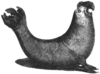 elephant seal