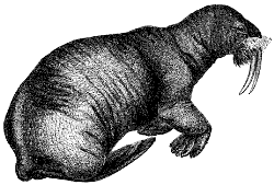 walrus