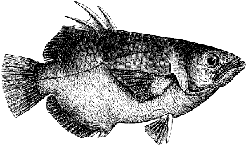 archerfish