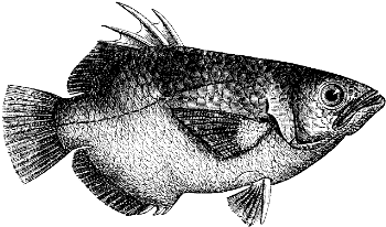 archerfish