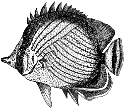 butterflyfish