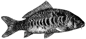 carp